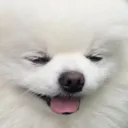 DA_DogHappy DA_DogHappy