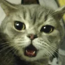DA_CatGasp DA_CatGasp