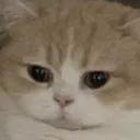 umiruscatstare64