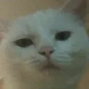 DA_CatHuh DA_CatHuh