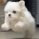 umirusdogjump