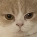 DA_CatStare DA_CatStare