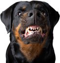 e_angry_dog Discord emoji