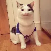 okdude