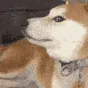 paranormaldoge