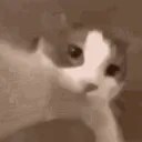 catkiss