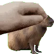 Capypata