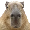 Capystara