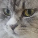 GibijiDisappoint