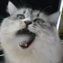 GibijiEat