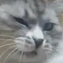 GibijiWink