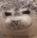 Ned