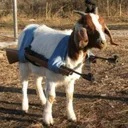 ps_TacticalGoat