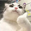 CatThumbsUp