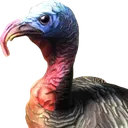 Turkey Turkey