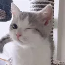 TH_WinkCat