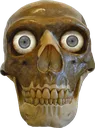 skull