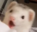 PogPossum