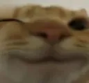 WinkCat