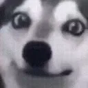 doggostare