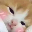 catblush