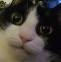 chonkerstare