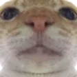 kitty