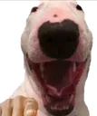 Jaja