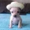 elpapuperro