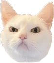 1angrycat Discord Emoji