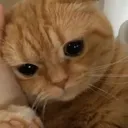 vg_scaredCat vg_scaredCat