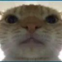 catstare