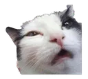 1disgustedcat Discord Emoji