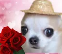 PerroFlauta
