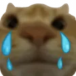 cryingcat cryingcat
