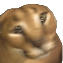 floppa_shake
