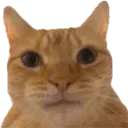 catstare Discord Emoji