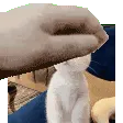 cattopetpet