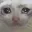 catcrying