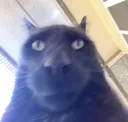 FAT