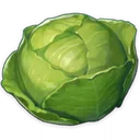 cabbage