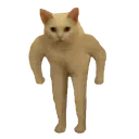 Cat Wtf catwtf Discord Emoji