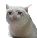 sad_cat