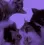 catjam
