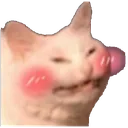 CatShy