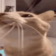 catyeet