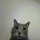 CatFuckYou