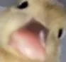 quack