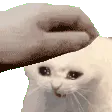 patpat