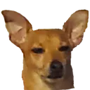 susdoggo